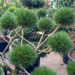 Borovica čierna (Pinus nigra) ´BREPO´ – výška 60-70 cm, Ø 70-80 cm, kont. C35L – EXTRA, EXEMPLÁR